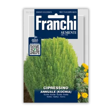 Poletna cipresa Kochia– z rdečkastimi listi Poletna cipresa Kochia– z rdečkastimi listi