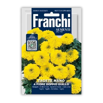 Pritlikavi ognjič – dvocvetni rumeni cvetovi Pritlikavi ognjič – dvocvetni rumeni cvetovi