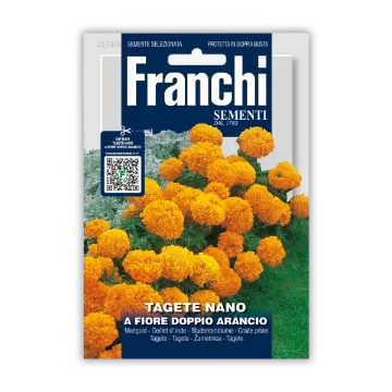 Pritlikavi ognjič – dvocvetni oranžni cvetovi Pritlikavi ognjič – dvocvetni oranžni cvetovi