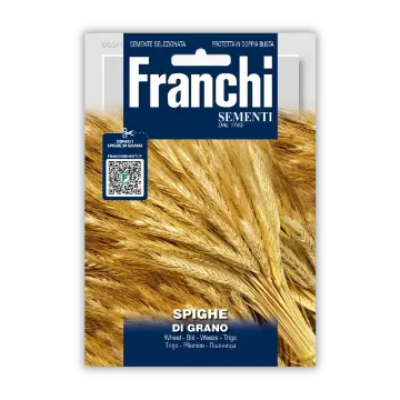 Okrasna pšenica – za suho cvetje Okrasna pšenica – za suho cvetje