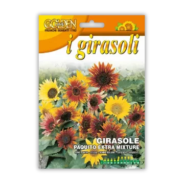 Sončnice Paquito – mešanica nizkih sončnic za lončnice Sončnice Paquito – mešanica nizkih sončnic za lončnice