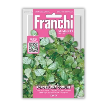 Navadni tolščak – dišavnica za solate in enolončnice Navadni tolščak – dišavnica za solate in enolončnice