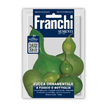 Okrasna bučka pijanka Okrasna bučka pijanka