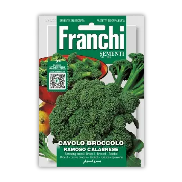Brokoli Calabrese Brokoli Calabrese