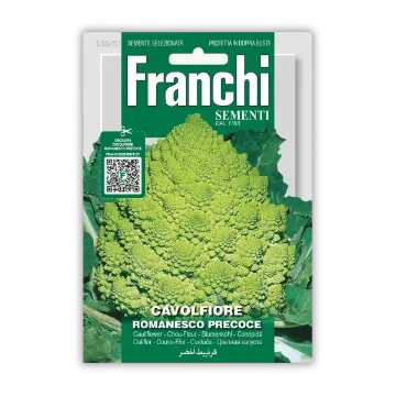 Cvetača Romanesco – s spiralnim zelenim cvetom Cvetača Romanesco – s spiralnim zelenim cvetom