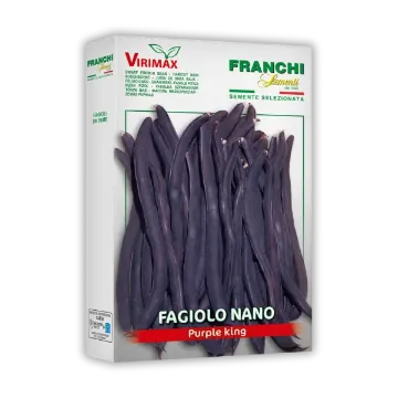 Fižol Purple King – vijolični mesnati stroki Fižol Purple King – vijolični mesnati stroki