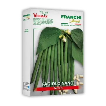 Fižol Ferrari – zgodnja sorta z belim zrnjem Fižol Ferrari – zgodnja sorta z belim zrnjem