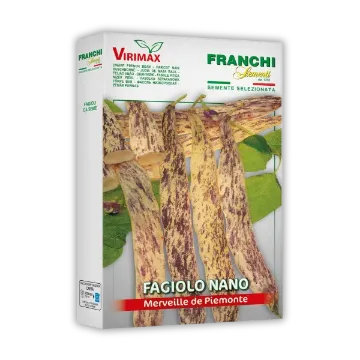 Fižol Meraviglia del Piemonte – rumeni stroki z vijoličnimi črtami Fižol Meraviglia del Piemonte – rumeni stroki z vijoličnimi črtami