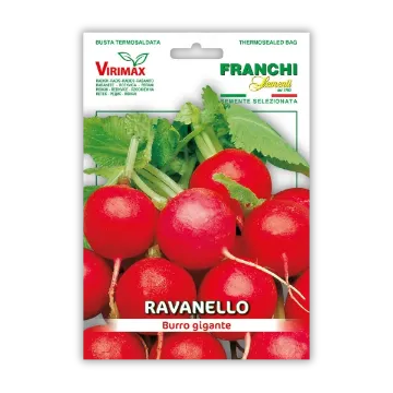 Redkvica Burro Gigante Redkvica Burro Gigante