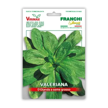 Motovilec holandski odporen na mraz Motovilec holandski odporen na mraz