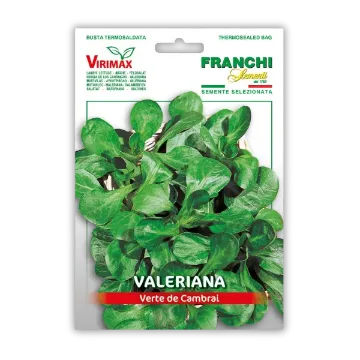 Motovilec Verte de Cambrai odporen na mraz Motovilec Verte de Cambrai odporen na mraz