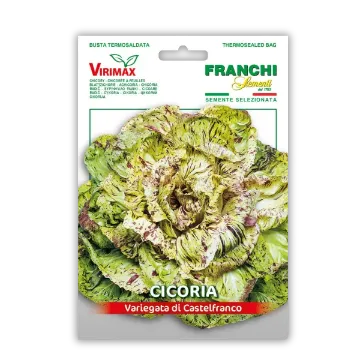 Radič pisan Variegata di Castelfranco - odporen na mraz Radič pisan Variegata di Castelfranco - odporen na mraz