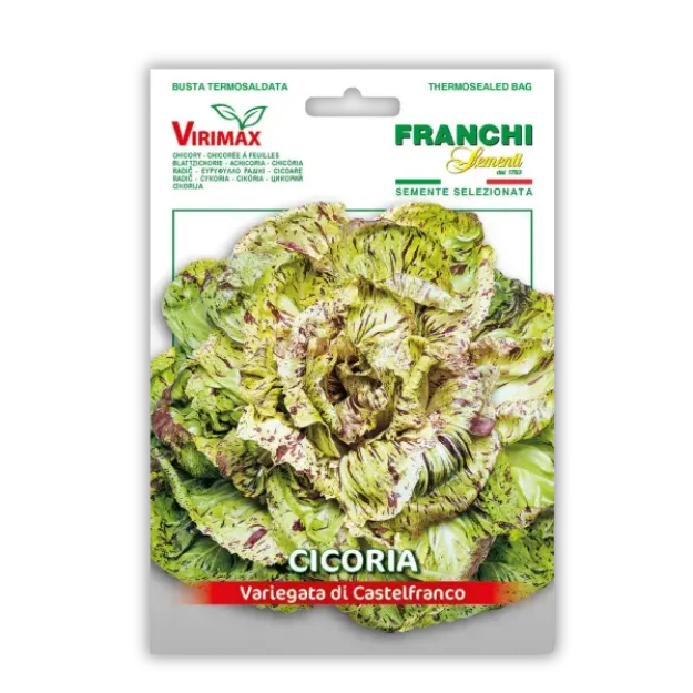 Radič pisan Variegata di Castelfranco - odporen na mraz