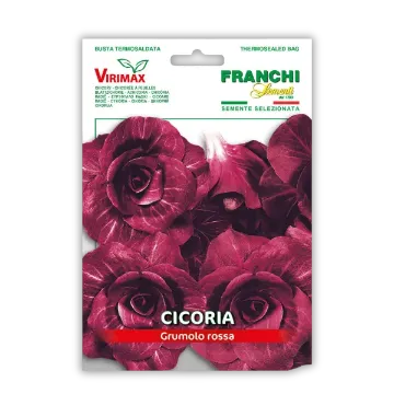 Radič Grumolo Rossa – dekorativen z rdečimi listi Radič Grumolo Rossa – dekorativen z rdečimi listi