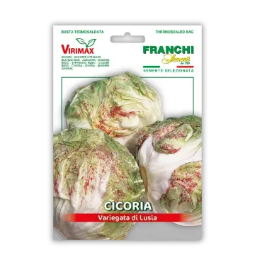 Radič Variegata di Lusia – pisan z rdeče-zelenimi list Radič Variegata di Lusia – pisan z rdeče-zelenimi list