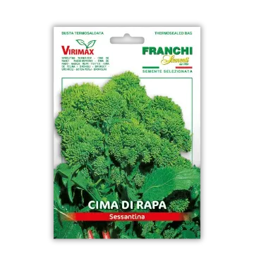 Brokoli vršički Sessantina – hitra rast Brokoli vršički Sessantina – hitra rast