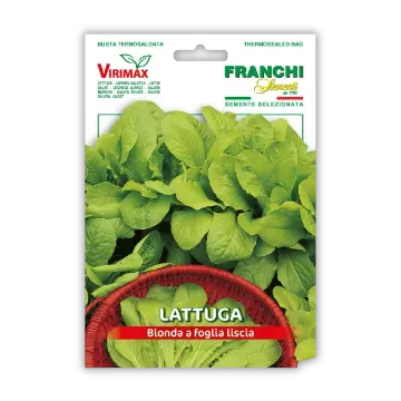Solata Bionda a Foglia Liscia – za rezanje Solata Bionda a Foglia Liscia – za rezanje