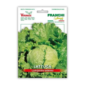 Solata Ljubljanska ledenka – z velikimi glavami Solata Ljubljanska ledenka – z velikimi glavami