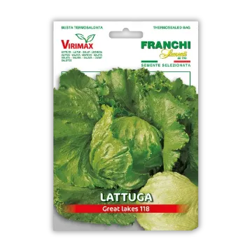 Solata Great Lakes 118 – hrustljava in krhka solata Solata Great Lakes 118 – hrustljava in krhka solata