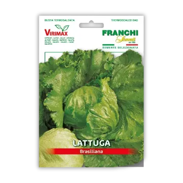 Solata Brasiliana – pozna sorta z velikimi glavicami Solata Brasiliana – pozna sorta z velikimi glavicami