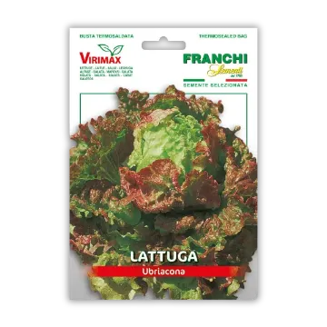 Solata Ubriacona – z pisanimi rdeče zelenimi listi Solata Ubriacona – z pisanimi rdeče zelenimi listi