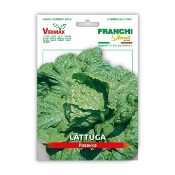 Solata Posavka – pozna sorta z velikimi glavami Solata Posavka – pozna sorta z velikimi glavami