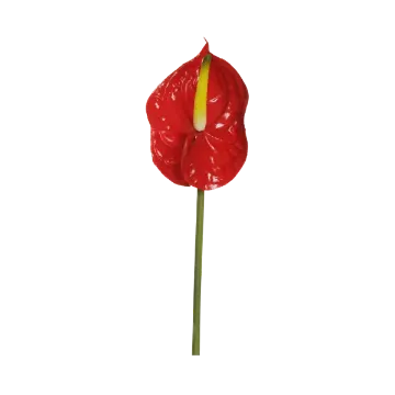 Umetni anthurium Umetni anthurium