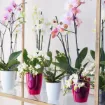 Poseben lonček za orhideje Fiji - Roza Fuksija