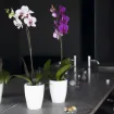 Lonec za orhideje FIJI iz reciklirane plastike z dvignjenim dnom za boljšo drenažo