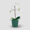 Lonec za orhideje Thalia - temno zelen