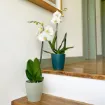 Lonec za orhideje Thalia - temno zelen