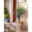 Tradicionalna terracotta Galestro - cvetlični lonec z olivnim motivom