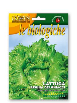 Prikaži podrobnosti za Solata ledenka REGINA GHIACCI Slika Solata ledenka REGINA GHIACCI