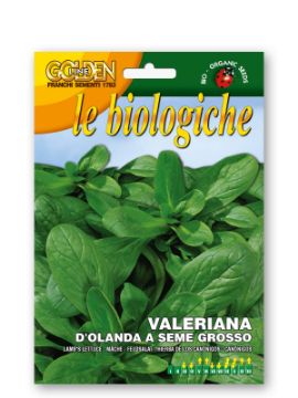 Prikaži podrobnosti za Motovilec (mrtvica) D’OLANDA A SEME GROSSO Slika Motovilec (mrtvica) D’OLANDA A SEME GROSSO