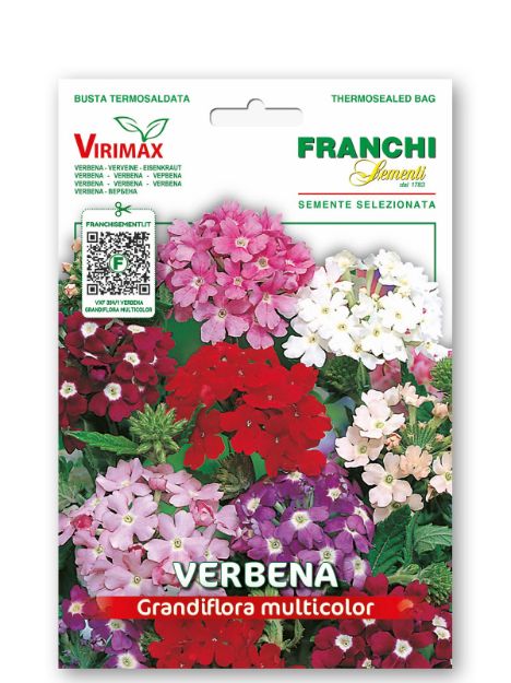 Slika VERBENA GRANDIFLORA - mešanica
