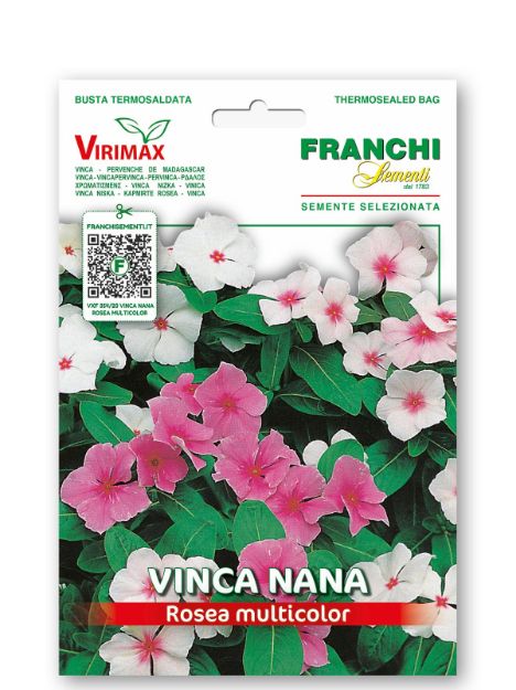 Slika Navadni zimzelen ROSEA - mešanica