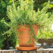Slika Deroma glineni podstavek COTTO GARDEN
