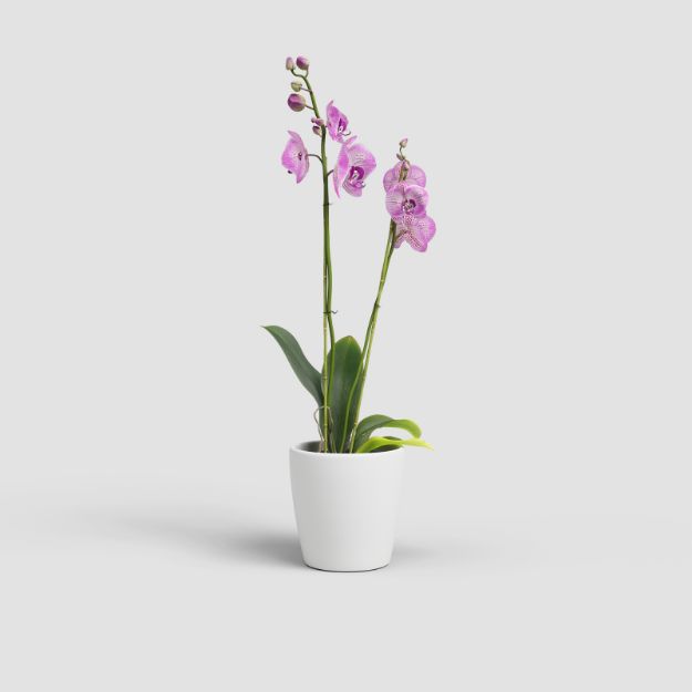 Slika Lonec za orhideje THALIA ORCHID - starinsko roza