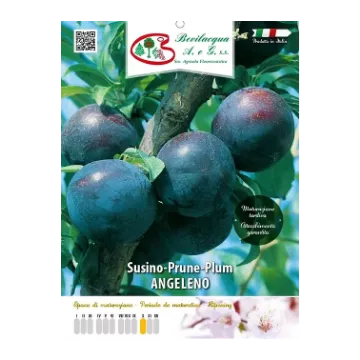 Sadika slive ANGELENO Etiketa sadike slive ANGELENO