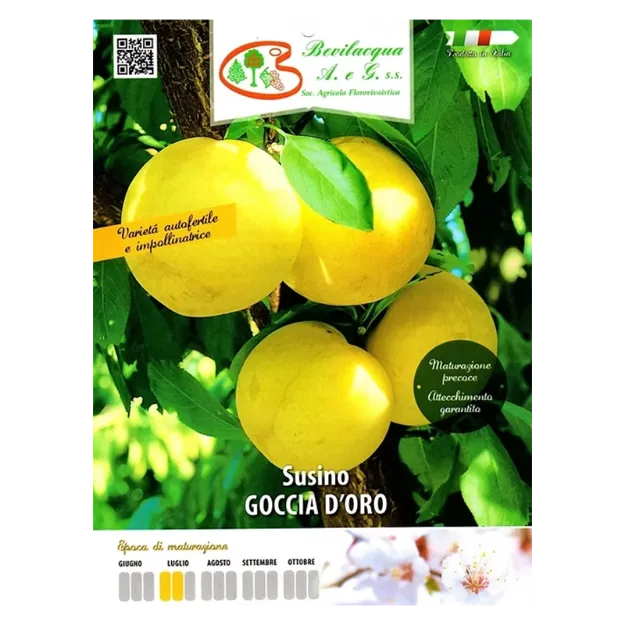Etiketa Sadika slive GOCCIA D'ORO