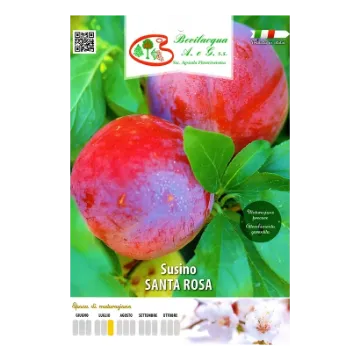 Sadika slive SANTA ROSA Etiketa Sadike slive SANTA ROSA
