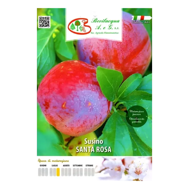 Etiketa Sadike slive SANTA ROSA