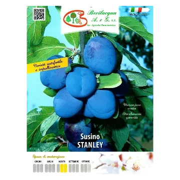 Sadika slive STANLEY Etiketa Sadike slive STANLEY