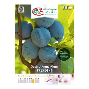 Sadika slive PRESIDENT Etiketa Sadike slive PRESIDENT