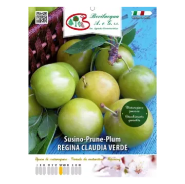 Sadika slive REGINA CLAUDIA VERDE Etiketa Sadikae slive REGINA CLAUDIA VERDE