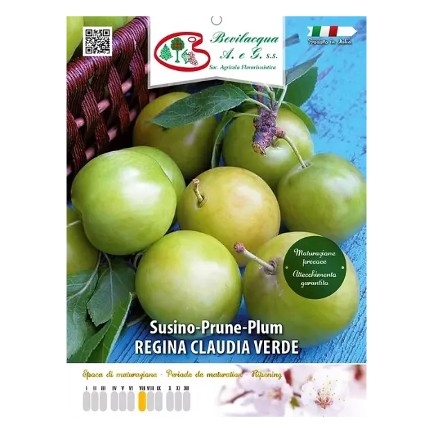Etiketa Sadikae slive REGINA CLAUDIA VERDE