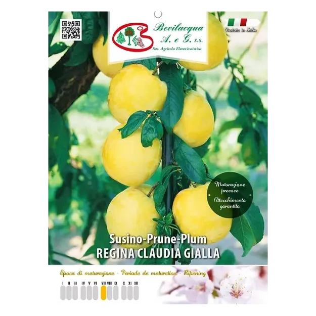 Etiketa Sadike slive REGINA CLAUDIA GIALLA