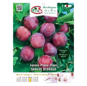 Sadika slive SANGUE DI DRAGO Etiketa Sadike slive SANGUE DI DRAGO