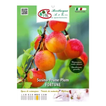 Sadika slive FORTUNE Etiketa Sadike slive FORTUNE