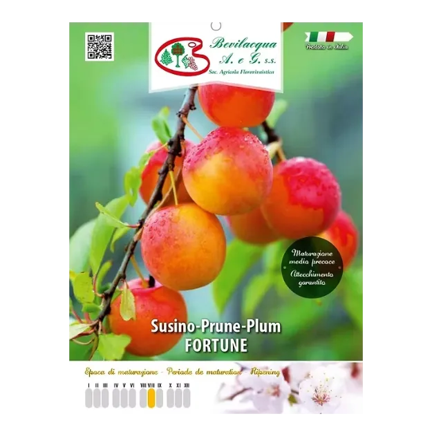 Etiketa Sadike slive FORTUNE
